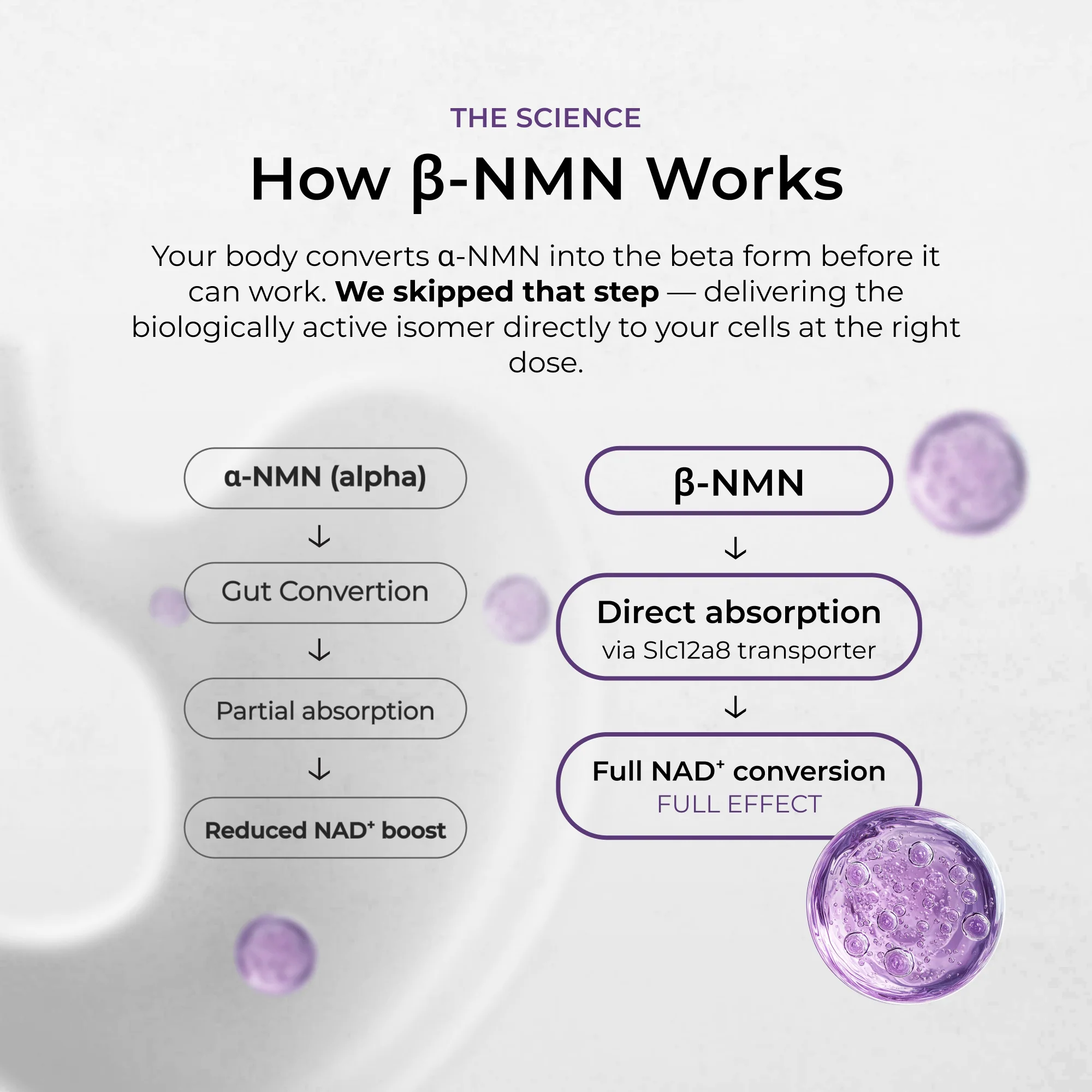 NMN Capsules 900mg - Image 4